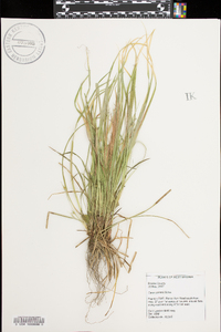 Carex jamesii image