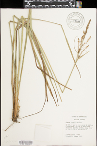 Carex joorii image