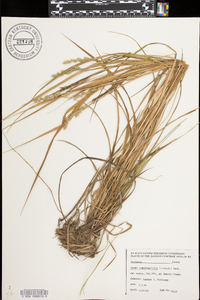 Carex laevivaginata image