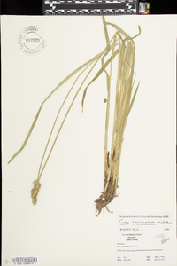 Carex laevivaginata image