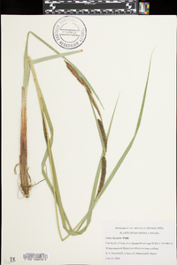 Carex lacustris image