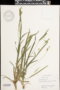 Carex laxiculmis image