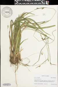 Carex laxiculmis image