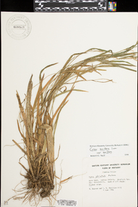 Carex striata image