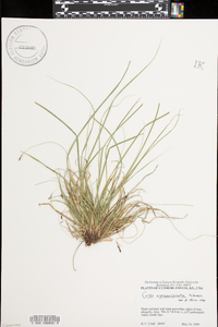 Carex nigromarginata image