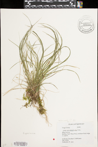 Carex nigromarginata image