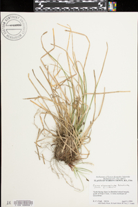 Carex nigromarginata image