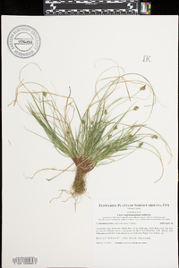 Carex nigromarginata image