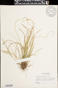 Carex nigromarginata image