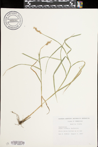 Carex normalis image