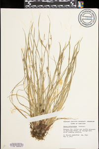 Carex oligocarpa image