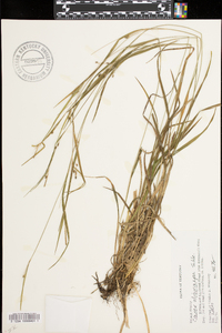 Carex oligocarpa image