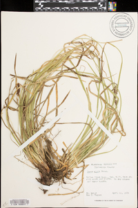 Carex picta image