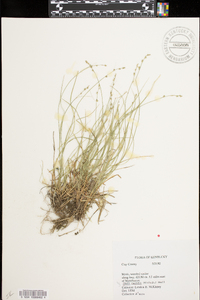 Carex radiata image