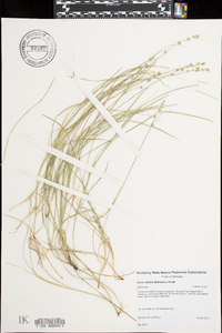 Carex radiata image