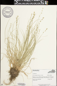 Carex radiata image