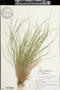 Carex umbellata image