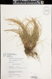 Carex reznicekii image