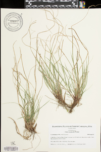 Carex reznicekii image