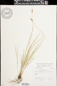 Carex retroflexa image