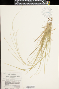 Carex retroflexa image