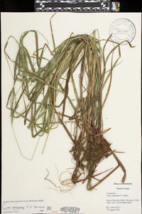 Carex roanensis image