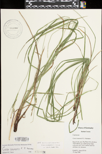 Carex roanensis image