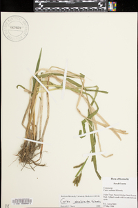 Carex scabrata image