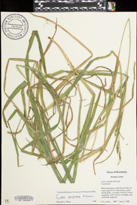 Carex scabrata image