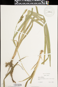 Carex scabrata image