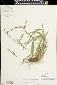 Carex striatula image