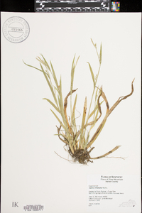 Carex striatula image