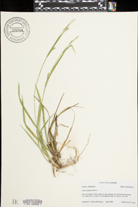 Carex striatula image