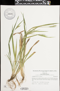 Carex striatula image