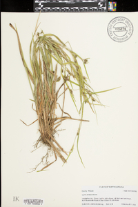 Carex striatula image