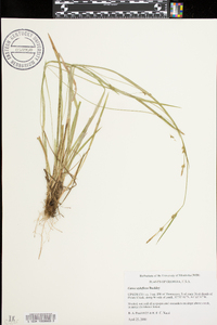 Carex styloflexa image