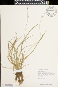 Carex styloflexa image