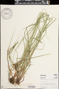 Carex virescens image