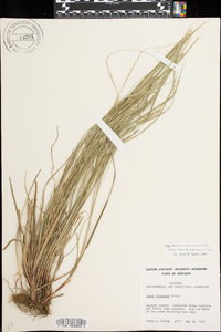 Carex virescens image