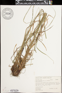 Carex virescens image