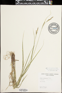 Carex virescens image