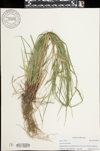 Carex virescens image