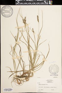 Carex virescens image