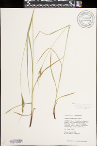 Carex virescens image