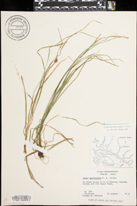 Carex aestivalis image