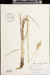 Carex bicknellii image