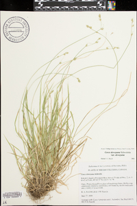 Carex deweyana image