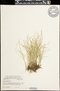 Carex disperma image