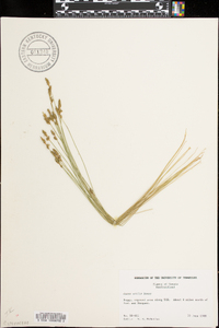 Carex exilis image