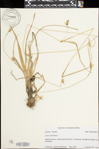 Carex folliculata image